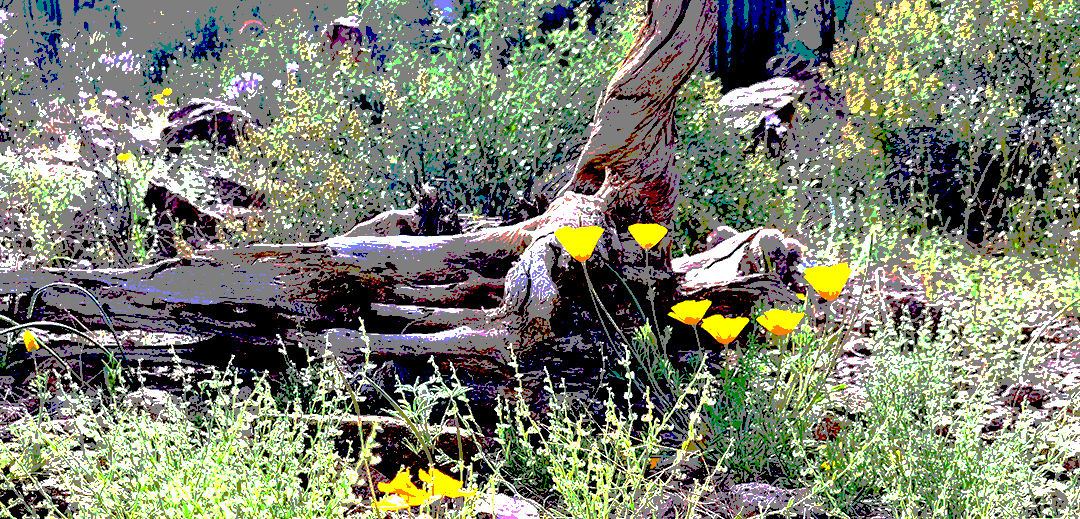 PoppyCrop23Poster Breathing Room Poppies