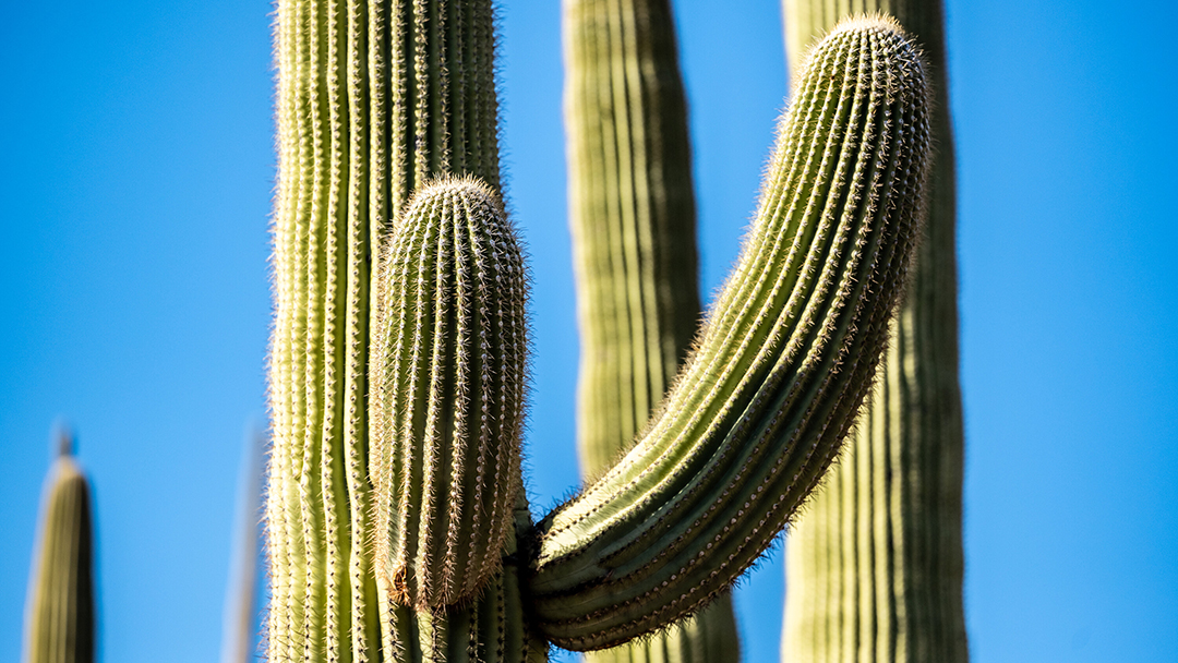 Protected by Giants