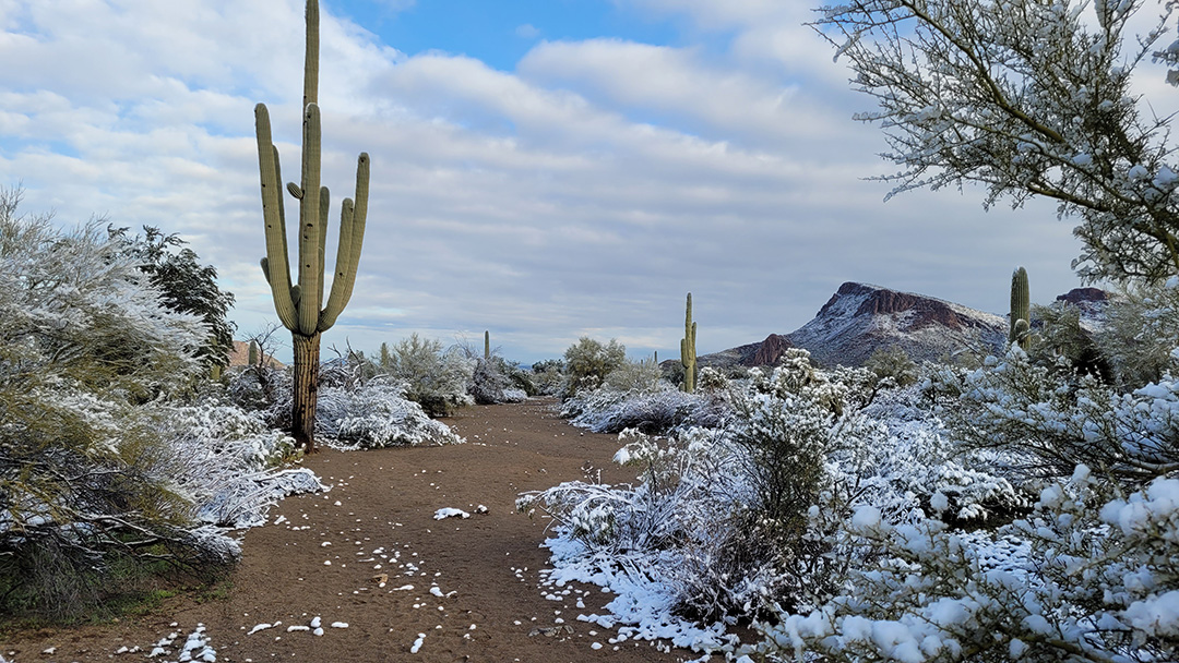 Snowy Desert Path