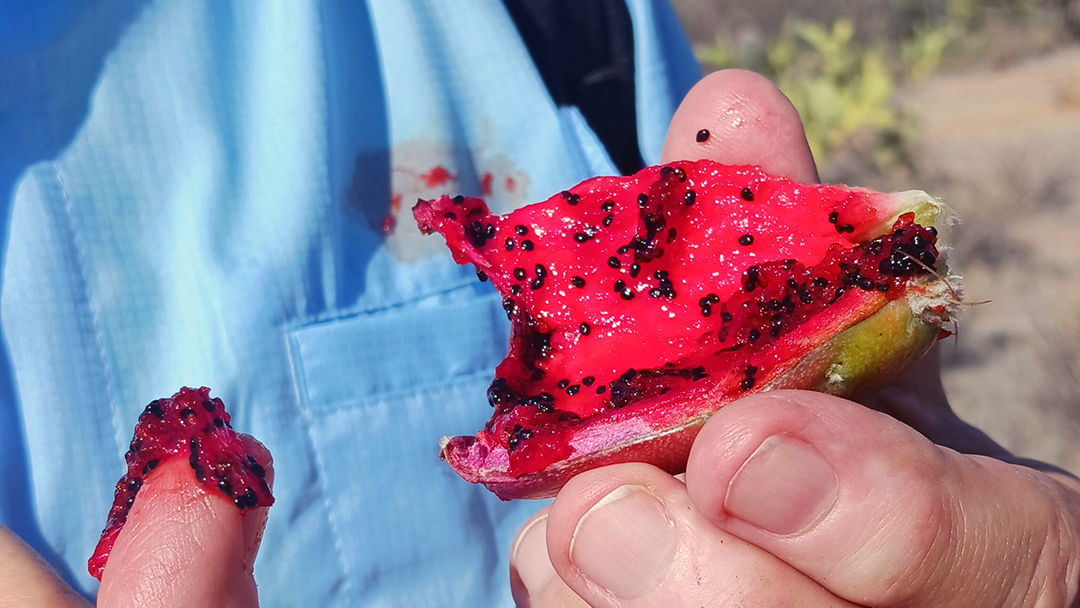 Sweet Red Saguaro Fruit