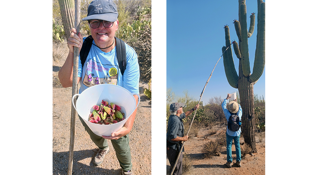 Tessa's saguaro fruit harvest and David Levin reaches high to pluck saguaro fruit.