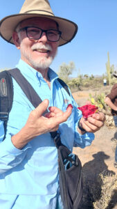 Saguaro fruit