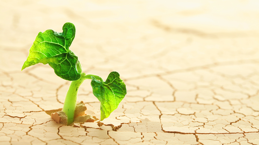 SeedlingCropLoRescanstockphoto17062056 Seedling in cracked earth